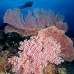 coral_soft_pc_v_0705_png1943.jpg